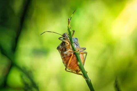 Dolycoris baccarum shield bug underside on green stem macro close-up in nat.. Stock Photos