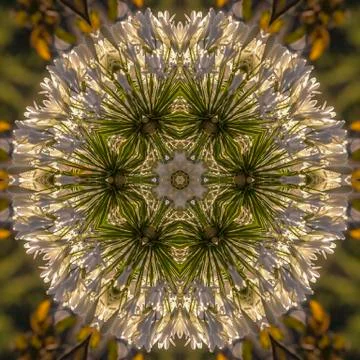 Dome circular shape made from reflecting white flowers in Calfiornia 스톡 사진