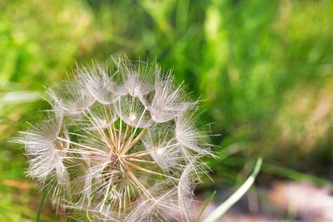 A dome of fluffy dandelion on a blurred light green background. Stock Photos