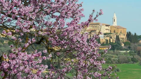 The Dome of Pienza with flowering pink tree on foreground in spring season. Stock Footage 171531177
