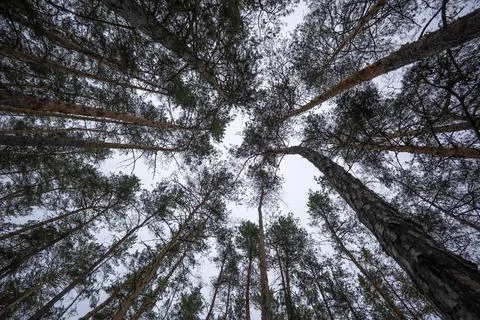 Dome of pine tree tops creates contrasting patterns against the sky like a .. Stock Photos