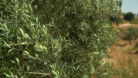 Dome Of The Rock In The Distance Stock Footage 248705676