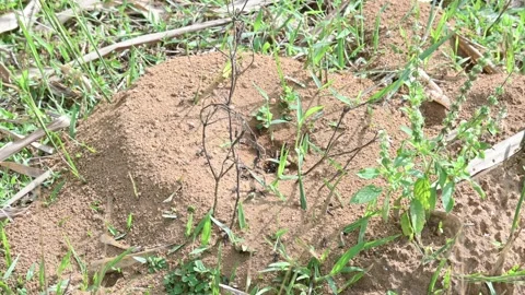 Dome shaped ant mound made of sand by black ants. Stockbeeldmateriaal 328170927