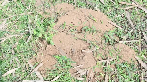 Dome shaped ant mound made of sand by black ants. Видео 328170973
