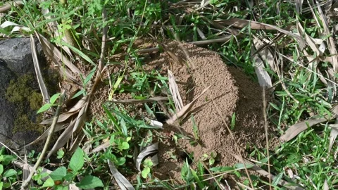 Dome shaped ant mound made of sand by black ants. Видео 328170978