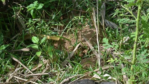 Dome shaped ant mound made of sand by black ants. 库存影片 328170979