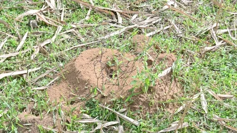 Dome shaped ant mound made of sand by black ants. Vidéo 328170987