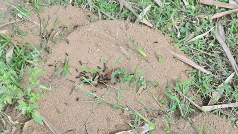 Dome shaped ant mound made of sand by black ants. 库存影片 328171084