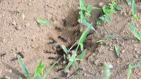 Dome shaped ant mound made of sand by black ants. Видео 328171091