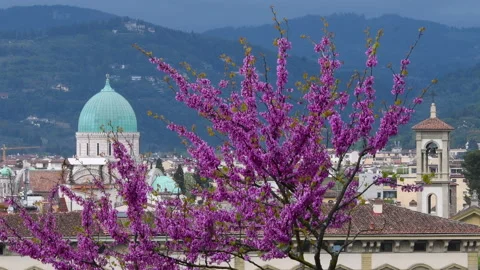 The Dome of the Synagogue in the center of Florence. Stock Footage 152763270