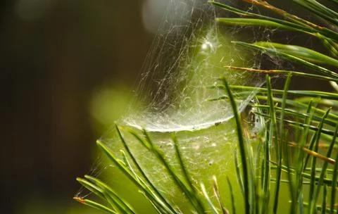 Domed Spider web on spring branch, Spider Web against green forest background Stock Photos