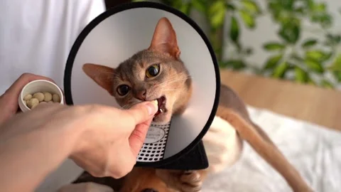 Domestic Abyssinian cat with an e-collar receives a veterinary-recommended pill  Stock Footage 248262499