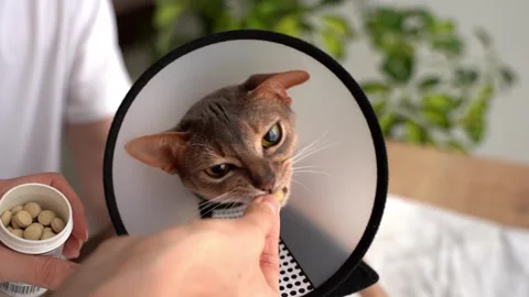 Domestic Abyssinian cat with an e-collar receives a veterinary-recommended pill  Stock-Footage 248262514