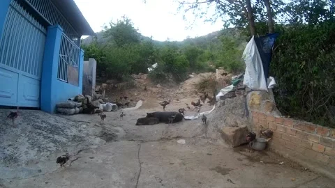 Domestic animals 動画素材 138499402