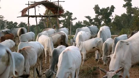 Domestic Animals Stock Footage 196006133