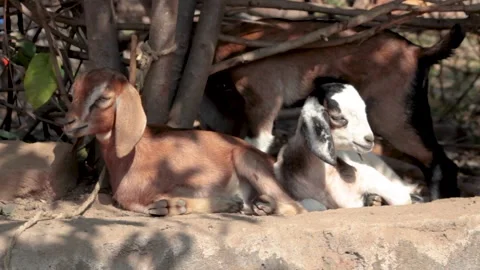 Domestic Animals Stock Footage 196008078