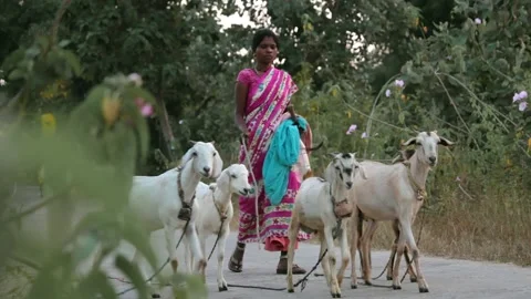Domestic Animals Stock Footage 196008104