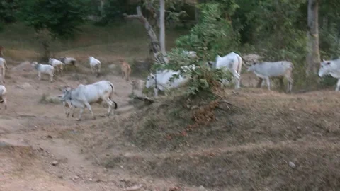 Domestic animals group Stock Footage 196006234