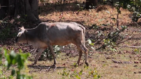 Domestic animals HD Stock Footage 196005976