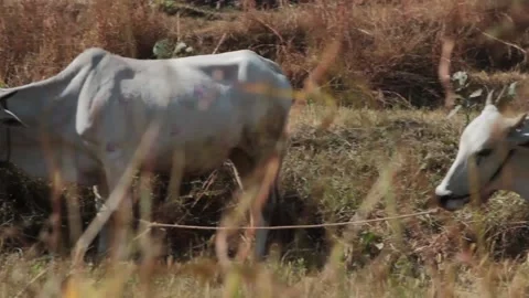 Domestic animals HD Stock Footage 196005996