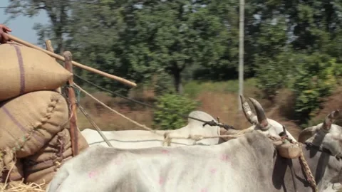 Domestic animals HD Stock Footage 196006040