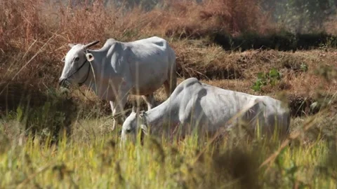 Domestic animals HD Stock Footage 196006042