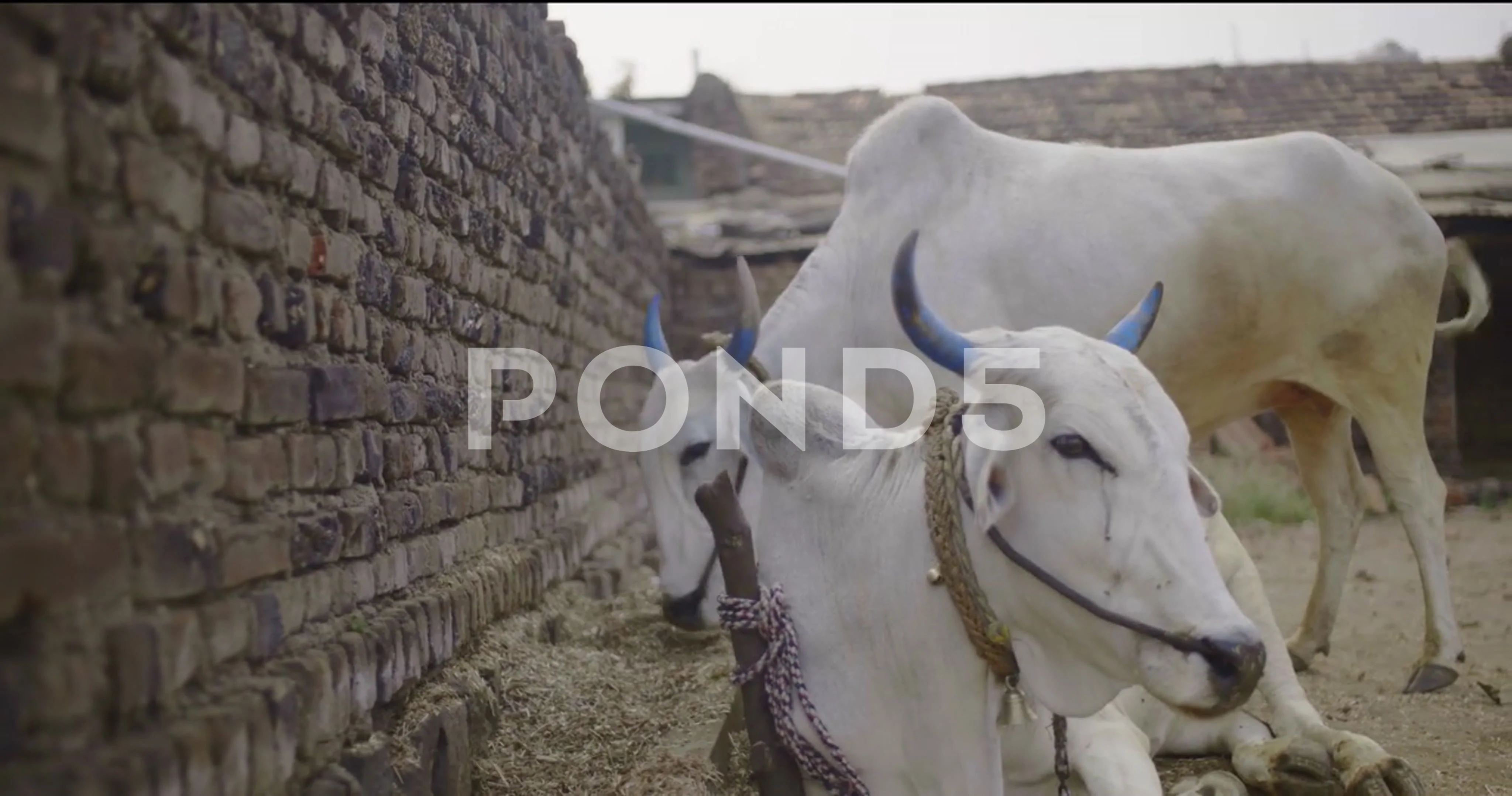 Domestic animals in India | Stock Video | Pond5