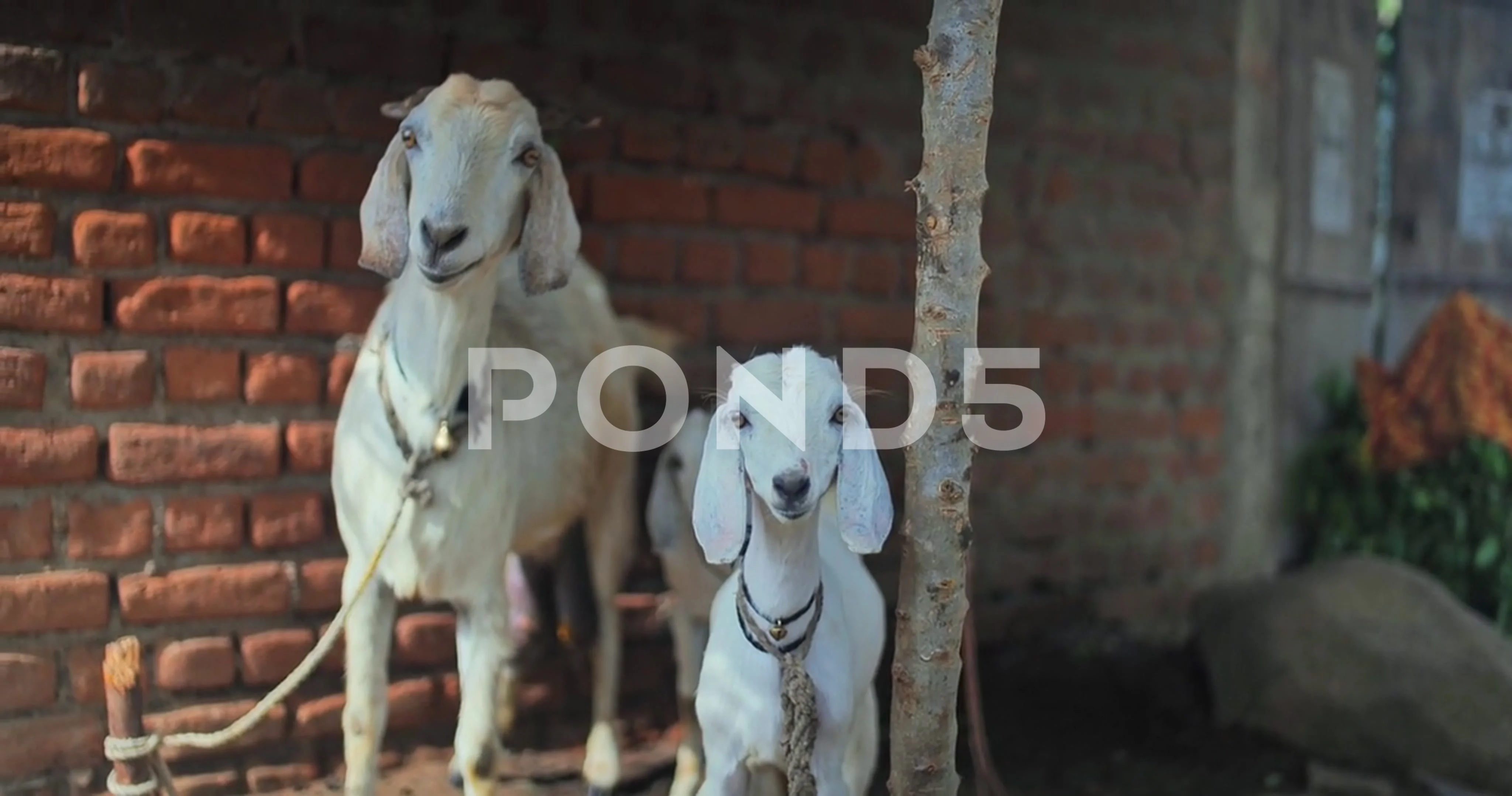 Domestic animals in India | Stock Video | Pond5