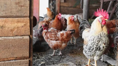 Domestic beautiful chickens are walking in a cool room, birds Stock Footage 195005053