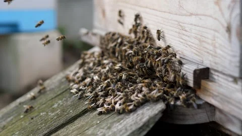 Domestic bees fly into the hive Stock Footage 344877499
