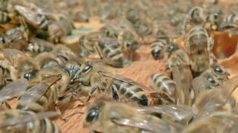 Domestic bees Stock Footage 171558476
