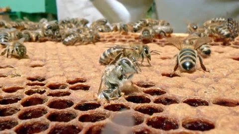 Domestic bees Stock Footage 171558511