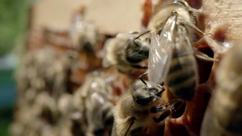 Domestic bees Stock Footage 171558695
