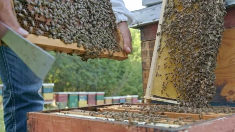 Domestic bees Stock Footage 171558703
