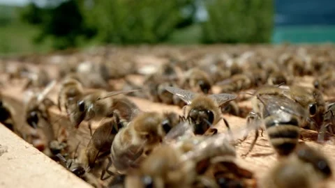 Domestic bees Stock Footage 171558738