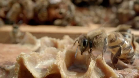 Domestic bees Stock Footage 171558766