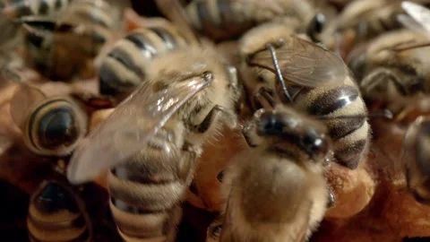 Domestic bees Stock Footage 171558777