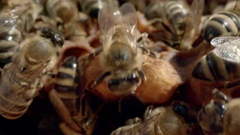 Domestic bees Stock Footage 171558851