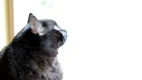 Domestic Black Cat Relaxing Inside A House During The Day Stock Footage 140750053