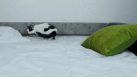 Domestic cat alone without its owner slowly sits down on the bed sheet. Comfort Stock Footage 129746494