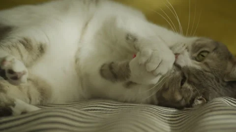 Domestic cat attack toy mouse Video stock 234110385