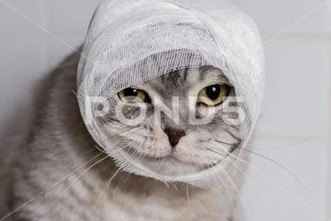 A domestic cat with a bandage. A wound on the head and paw. Stock-Fotos