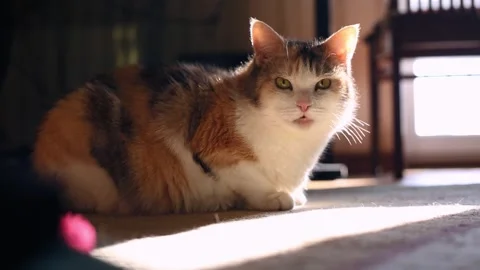A domestic cat basks in the sun Stock Footage 308537598
