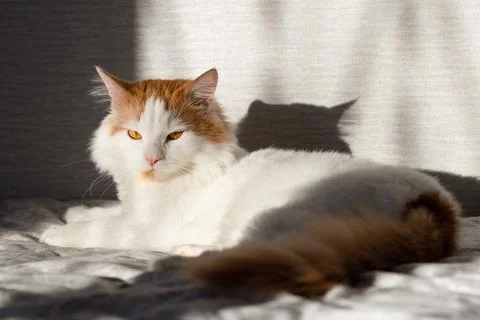 Domestic cat basks in the sun while lying on the bed Stock Photos