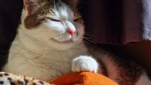 Domestic cat basks in the sun by the window Stock Footage 344859401