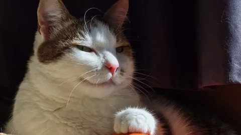 Domestic cat basks in the sun by the window Stock Footage 344859413