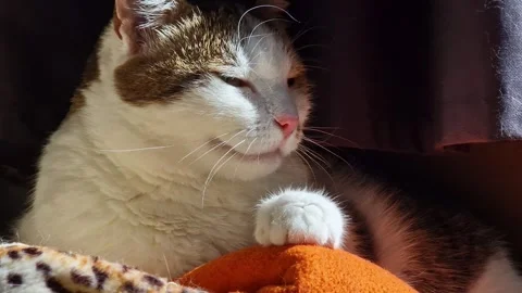 Domestic cat basks in the sun by the window Stock Footage 344859462