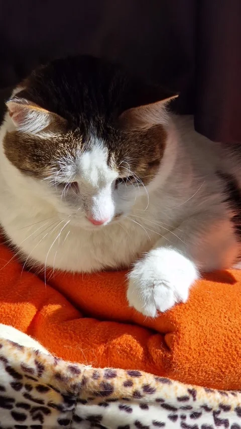 Domestic cat basks in the sun by the window Vídeo Stock 344859482