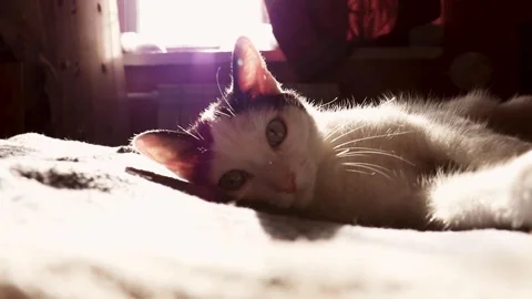 Domestic cat, on a cat bed Stock Footage 240645047