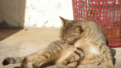 Domestic cat cleaning herself Stock Footage 47019617